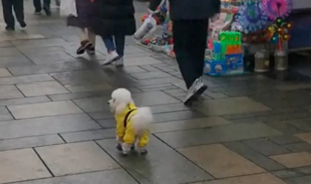过年狗狗和主人走丢，待在原地焦急看着来往的人群，没拴牵引绳啊