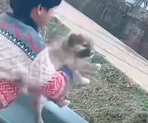 男孩试图用被子裹住捶打小狗，逗狗还是虐待？