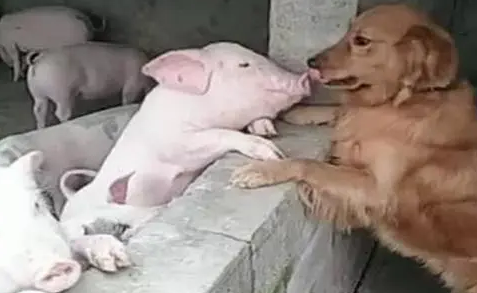 金毛总往猪圈跑,主人担心它会捣蛋,跟去一看:你俩是认真的吗? 金毛总往猪圈跑,主人担心它会捣蛋,跟去一看:你俩是认真的吗?