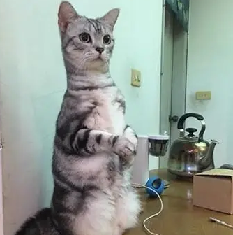 主人忘记收猫碗,再回来时看到猫咪排排坐:罐头拿来! 主人忘记收猫碗,再回来时看到猫咪排排坐:罐头拿来!