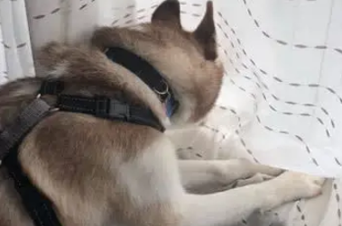 二哈楼下拆车后,回家躲起来偷看,事情暴露后主人赔大了 二哈楼下拆车后,回家躲起来偷看,事情暴露后主人赔大了