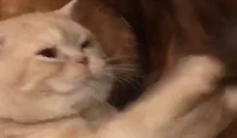 猫咪欺负金毛，金毛最终崩溃，主人看了惊出一身冷汗！