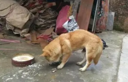 中国版忠犬八公:主人早已不在,狗狗仍然守在家门口 中国版忠犬八公:主人早已不在,狗狗仍然守在家门口