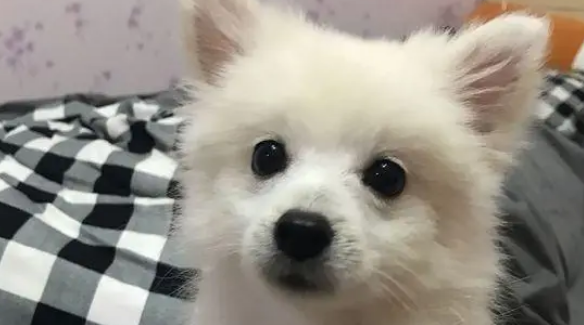 网友家的博美很可爱吧！它现在已经五个月了……