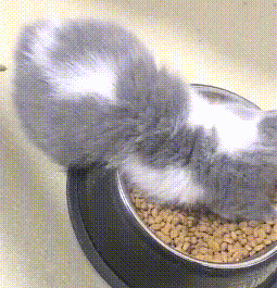 小奶猫直接在饭盆里睡着了,露出可爱的小背影,简直要萌化人心了 小奶猫直接在饭盆里睡着了,露出可爱的小背影,简直要萌化人心了