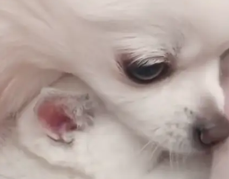 小奶猫到新家一只叫,狗妈妈用这举动安抚它,网友:想蹭奶直说 小奶猫到新家一只叫,狗妈妈用这举动安抚它,网友:想蹭奶直说