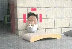 猫:瞧瞧我这对联怎么样啊?网友:诶哟,你好有文采啊 猫:瞧瞧我这对联怎么样啊?网友:诶哟,你好有文采啊