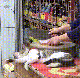 主人咣咣剁肉，猫咪躺在案板边睡觉，颤抖的身体却暴露了内心