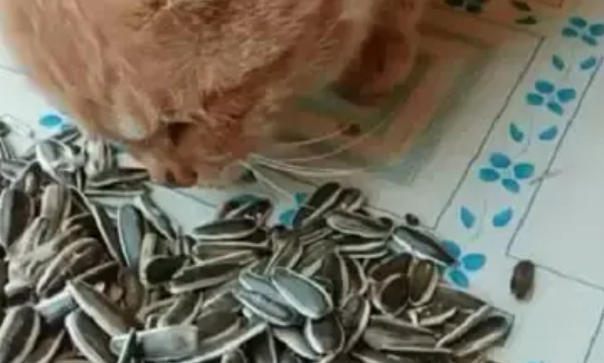 橘猫喜欢嗑瓜子，网友：真不愧是大橘，一点都不挑食