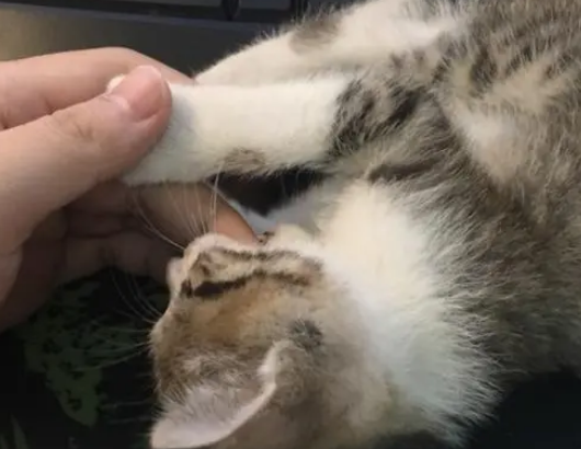 小猫咪一直咬人?主要有这几个原因,并不是想“吃”你 小猫咪一直咬人?主要有这几个原因,并不是想“吃”你