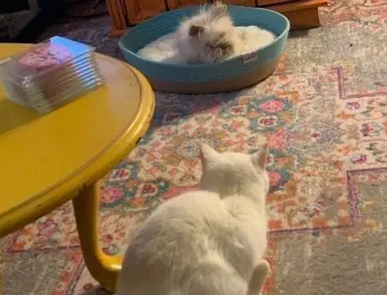 家里新来了兔子,猫咪被欺负主人还不管,猫:这个家不能住了 家里新来了兔子,猫咪被欺负主人还不管,猫:这个家不能住了