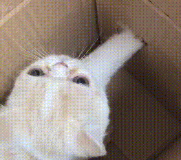 铲屎官用纸箱子套路猫咪,剪指甲新姿势一秒Get,猫:不会再爱了 铲屎官用纸箱子套路猫咪,剪指甲新姿势一秒Get,猫:不会再爱了