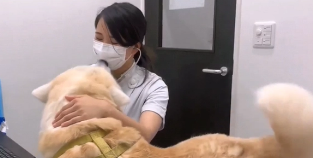 秋田犬去宠物医院打针,中途换成男医生后,狗子情绪就不好了 秋田犬去宠物医院打针,中途换成男医生后,狗子情绪就不好了