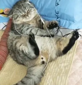 会享受的猫,听着小曲睡着觉,尾巴还跟着音乐节奏舞动 会享受的猫,听着小曲睡着觉,尾巴还跟着音乐节奏舞动