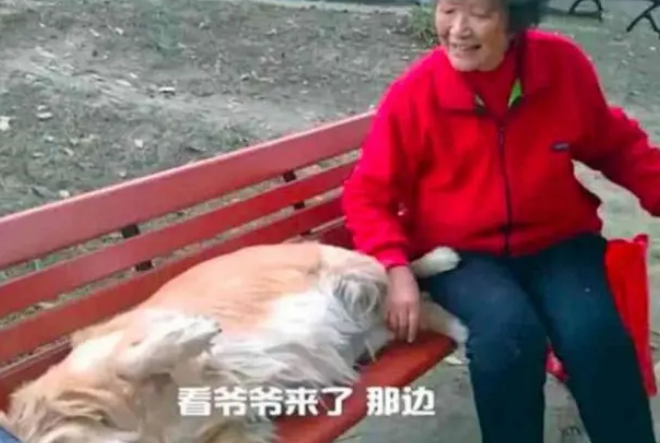 金毛不接受爷爷去世,每天一大早还去公园占座,奶奶善意骗它回家 金毛不接受爷爷去世,每天一大早还去公园占座,奶奶善意骗它回家