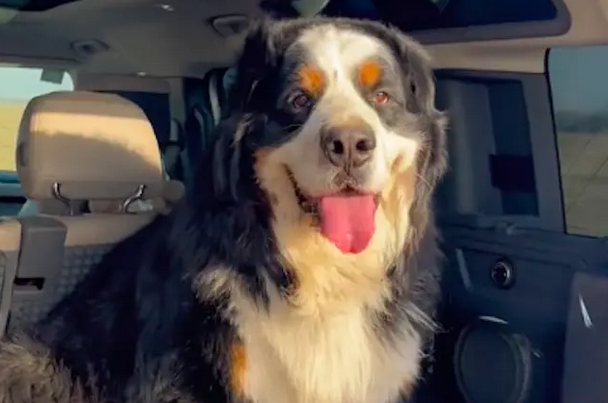 网友养了伯恩犬，被邻居举报是烈性犬，还在群里发消息渲染危险性