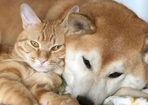 这只猫咪偶遇柴犬过后，就开始怀疑猫生，问题居然出在长相上！