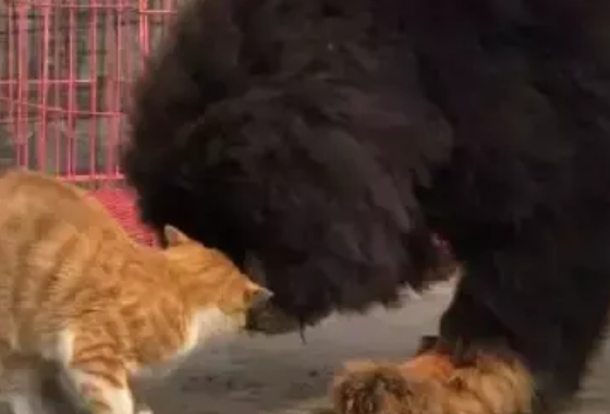 自从请了藏獒做保镖,就没人敢欺负这只橘猫了,网友:惹不起 自从请了藏獒做保镖,就没人敢欺负这只橘猫了,网友:惹不起