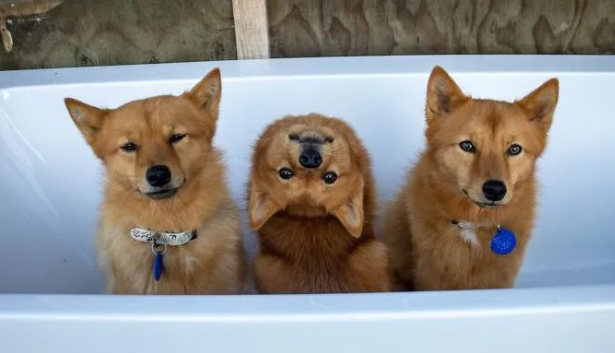 狐狸犬骨骼清奇，靠这个姿势在合照中夺人眼球，猛一看吓一跳！