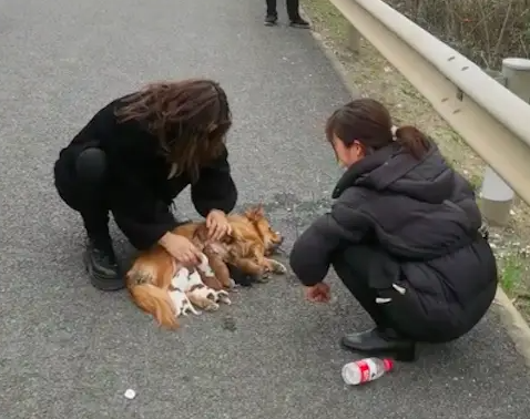过完年带狗回去遇上堵车,它竟半路上生崽了 过完年带狗回去遇上堵车,它竟半路上生崽了