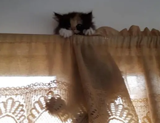 猫咪也恐高！小猫爬到高处下不来，猫妈只好爬窗救孩子