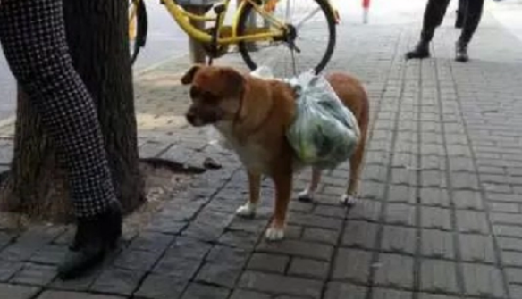 土狗每天陪大爷买菜，从不会乱跑，小小年纪背起了家庭重担