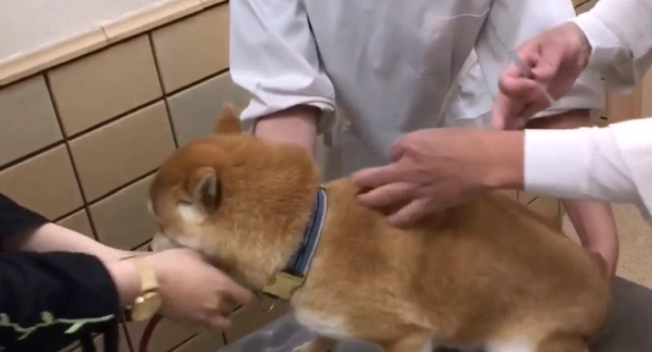 柴犬打针太紧张，咬了女主人肚子一口，宠主：不会怪它