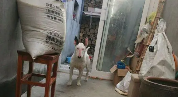 网友养了一只牛头梗，它太可爱了，还会自己晒太阳！