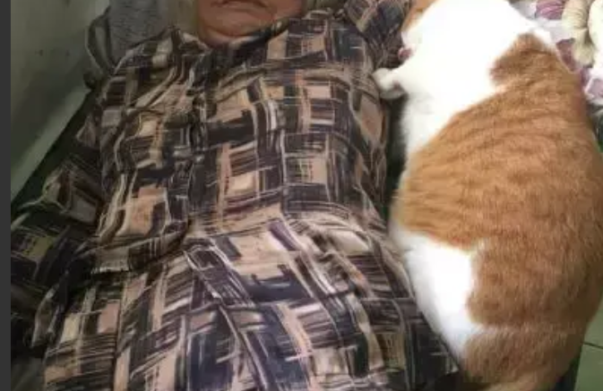 橘猫跟奶奶一起睡觉，网友：十只橘猫九只胖，还有一只压倒炕