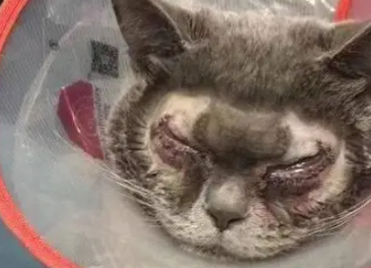 主人嫌弃猫咪太丑，花高价割了双眼皮，网友：隔着屏幕都觉得疼！
