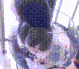猫咪从鱼缸捞鱼,结果把自己掉进去了:我不会游泳,快拉我一把 猫咪从鱼缸捞鱼,结果把自己掉进去了:我不会游泳,快拉我一把
