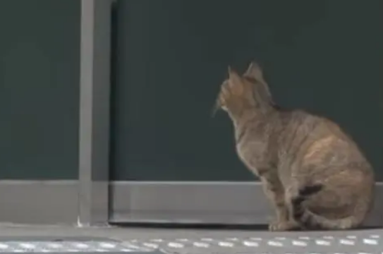 母爱不分物种!猫妈每日去烤肉店讨食,只为不让小猫饿肚子 母爱不分物种!猫妈每日去烤肉店讨食,只为不让小猫饿肚子