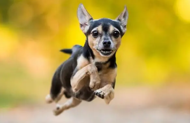 恶犬主人应负什么责任 物业公司是否承担责任