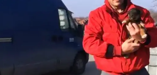 小流浪狗靠垃圾箱旁维生,小伙路过好心带回,得知被收养一脸幸福 小流浪狗靠垃圾箱旁维生,小伙路过好心带回,得知被收养一脸幸福