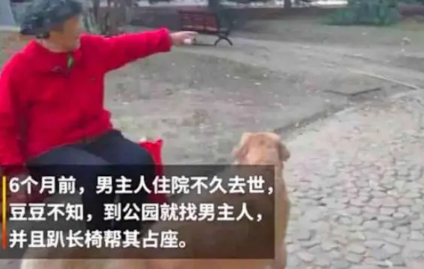 金毛不接受爷爷去世,每天一大早还去公园占座,奶奶善意骗它回家 金毛不接受爷爷去世,每天一大早还去公园占座,奶奶善意骗它回家
