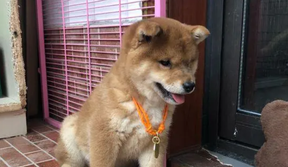 柴犬弟弟从小就胖，长大后得变成一个大胖子，哈哈……