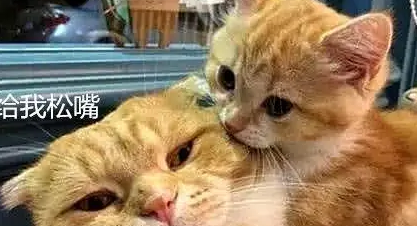 橘猫生下一窝崽子,唯独不待见这只奶猫!小奶猫老扎心了! 橘猫生下一窝崽子,唯独不待见这只奶猫!小奶猫老扎心了!