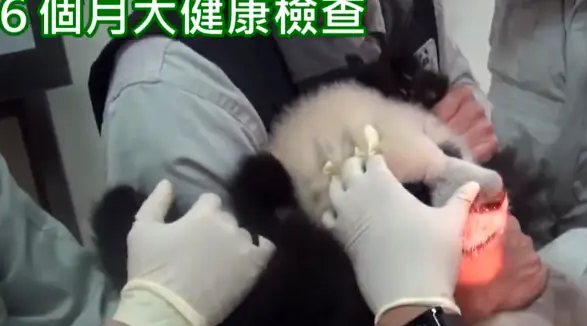 熊猫宝宝做体检不配合,把手套都挠破了,无奈好几个医生按着它 熊猫宝宝做体检不配合,把手套都挠破了,无奈好几个医生按着它