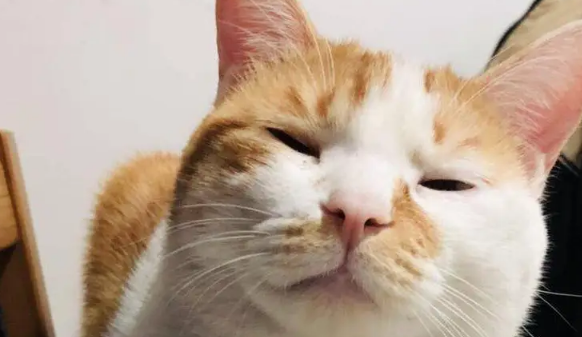 橘猫焦糖的故事：带病的流浪猫坚强的活下来！大橘余生请多指教