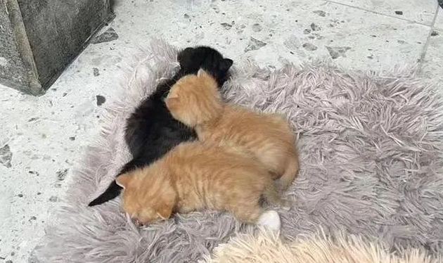 绍兴一小区，因为这事起冲突！大批流浪猫中毒死亡……