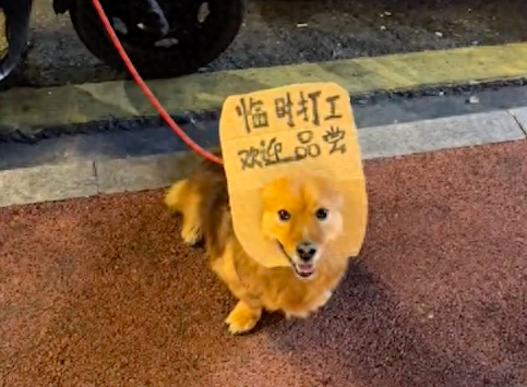 主人摆摊卖东西时，让狗狗当临时打工者帮忙