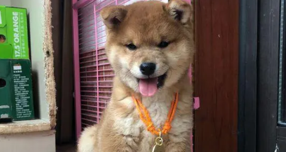 柴犬弟弟从小就胖，长大后得变成一个大胖子，哈哈……