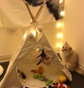 家里跑进一只流浪猫，带去做检查，兽医：养了吧，好心有好报