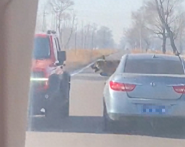 迎面每开过来一辆车，狗狗都会将头伸出窗外去咬，路怒症犯了吗？