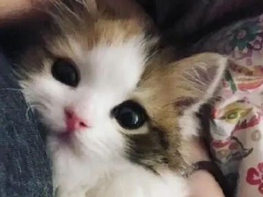 主人抱回来一只小奶猫，中途接了一个电话，再回来时看到这幕