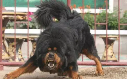 暖哭！藏獒散步救了一窝小猫，还亲自当起了保姆