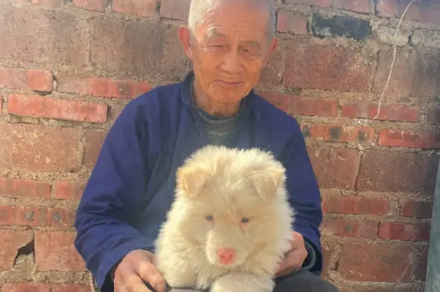 爷爷一周前刚买的白狗，结果现在变成了小黑狗了，差点没认出来！