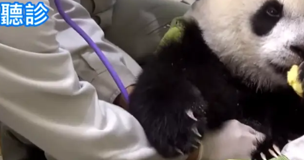 熊猫宝宝做体检不配合,把手套都挠破了,无奈好几个医生按着它 熊猫宝宝做体检不配合,把手套都挠破了,无奈好几个医生按着它