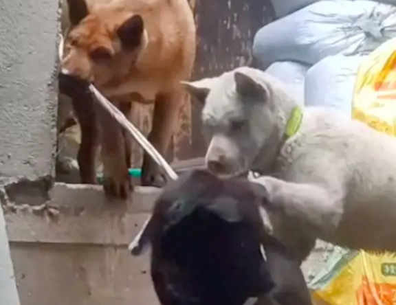 狗看见被拴住的同伴，竟咬绳子想帮它解开！