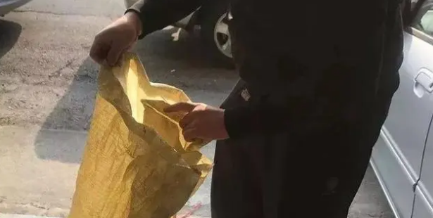 暖哭！藏獒散步救了一窝小猫，还亲自当起了保姆